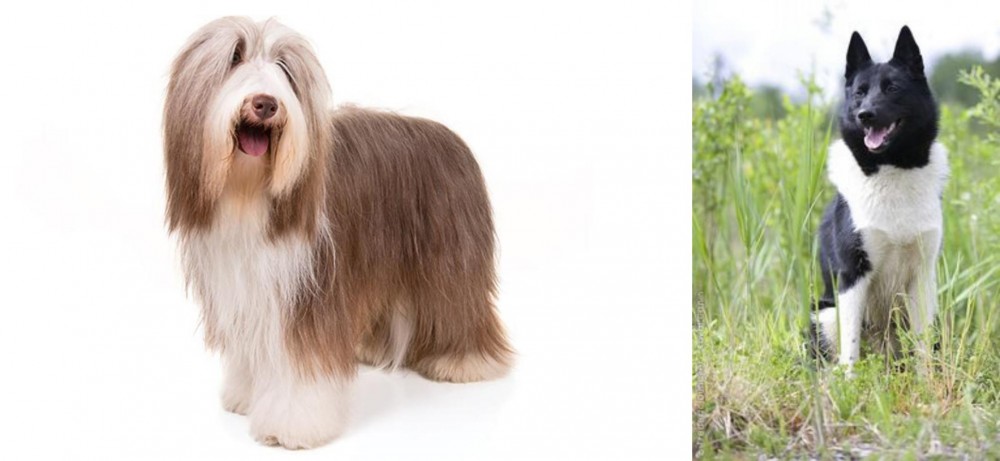 Russo-European Laika vs Bearded Collie - Breed Comparison