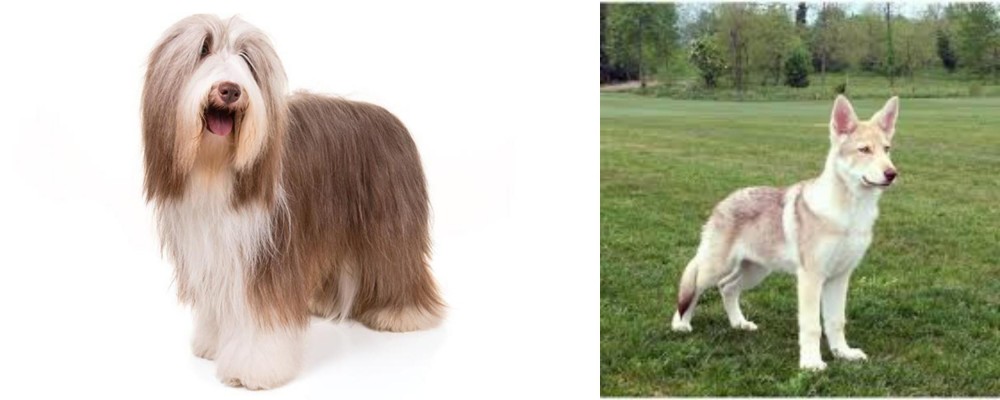 Saarlooswolfhond vs Bearded Collie - Breed Comparison