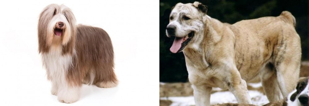 Sage Koochee vs Bearded Collie - Breed Comparison