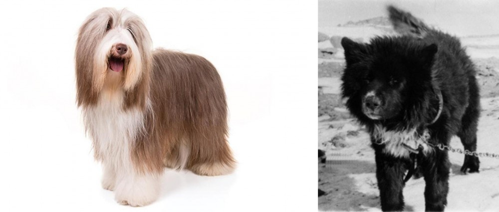Sakhalin Husky vs Bearded Collie - Breed Comparison