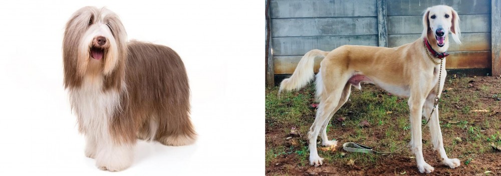 Saluki vs Bearded Collie - Breed Comparison