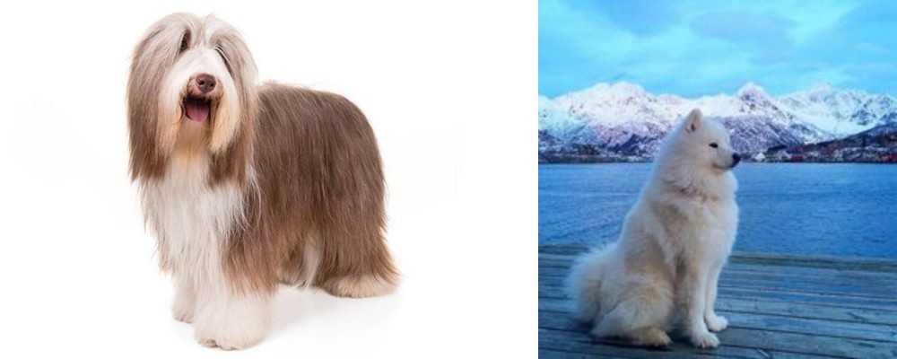 Samoyed vs Bearded Collie - Breed Comparison