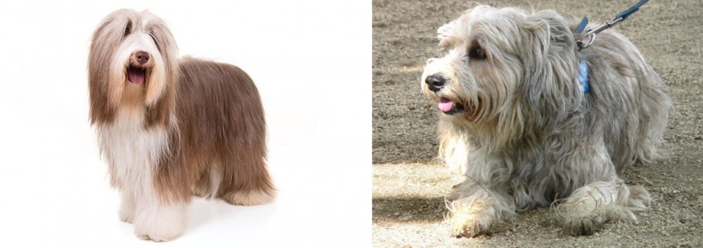 Sapsali vs Bearded Collie - Breed Comparison