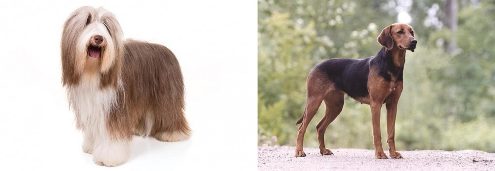 Schillerstovare vs Bearded Collie - Breed Comparison