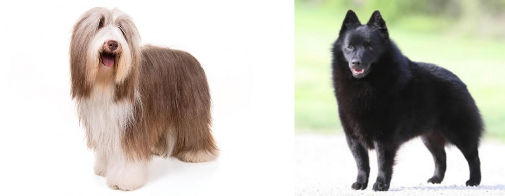 Schipperke vs Bearded Collie - Breed Comparison