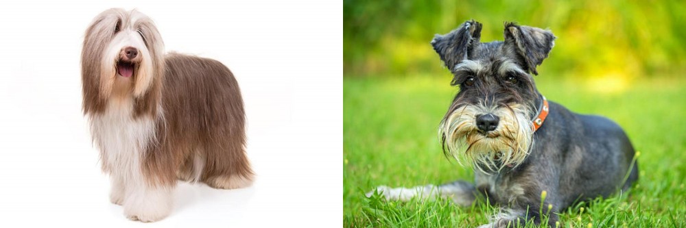Schnauzer vs Bearded Collie - Breed Comparison
