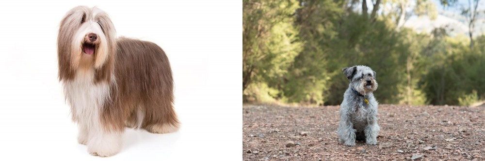 Schnoodle vs Bearded Collie - Breed Comparison