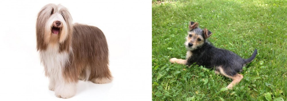 Schnorkie vs Bearded Collie - Breed Comparison