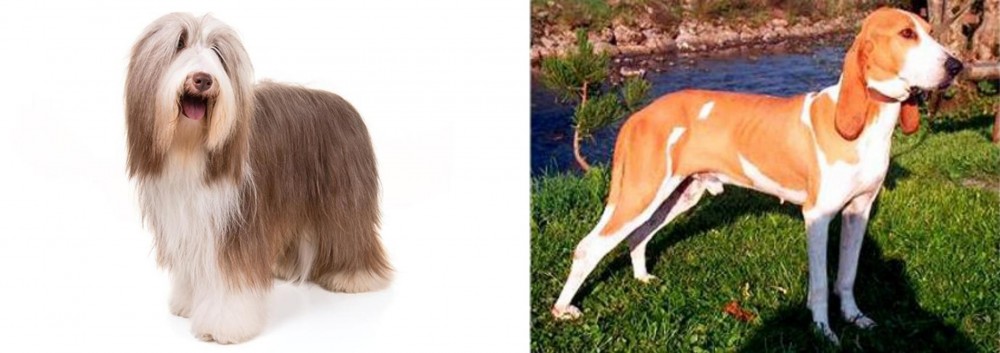 Schweizer Laufhund vs Bearded Collie - Breed Comparison