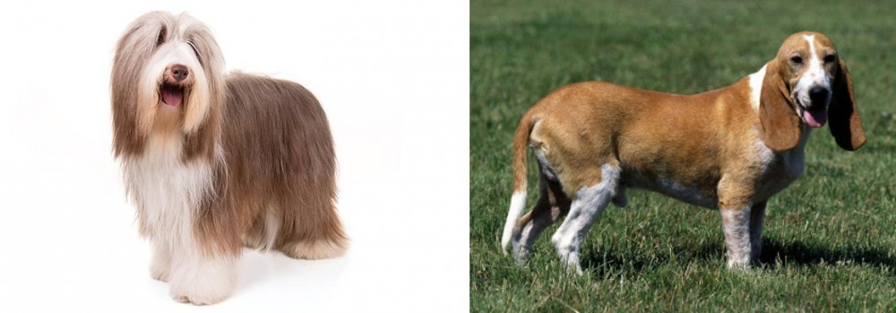 Schweizer Niederlaufhund vs Bearded Collie - Breed Comparison