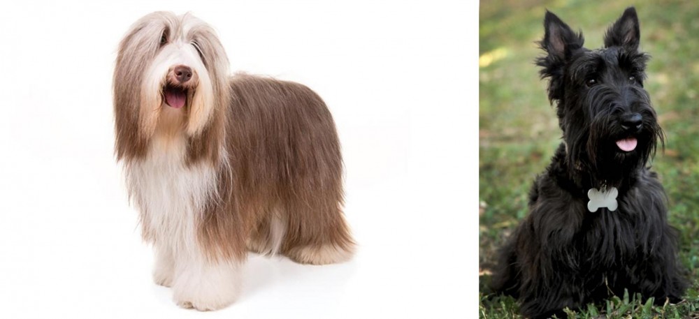 Scoland Terrier vs Bearded Collie - Breed Comparison