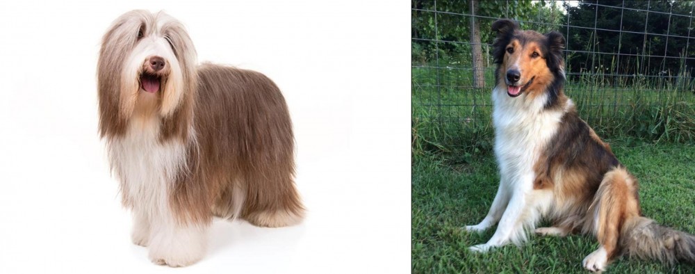 Scotch Collie vs Bearded Collie - Breed Comparison
