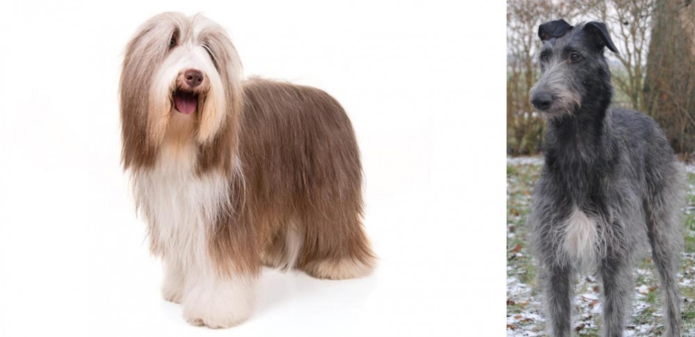 Scottish Deerhound vs Bearded Collie - Breed Comparison