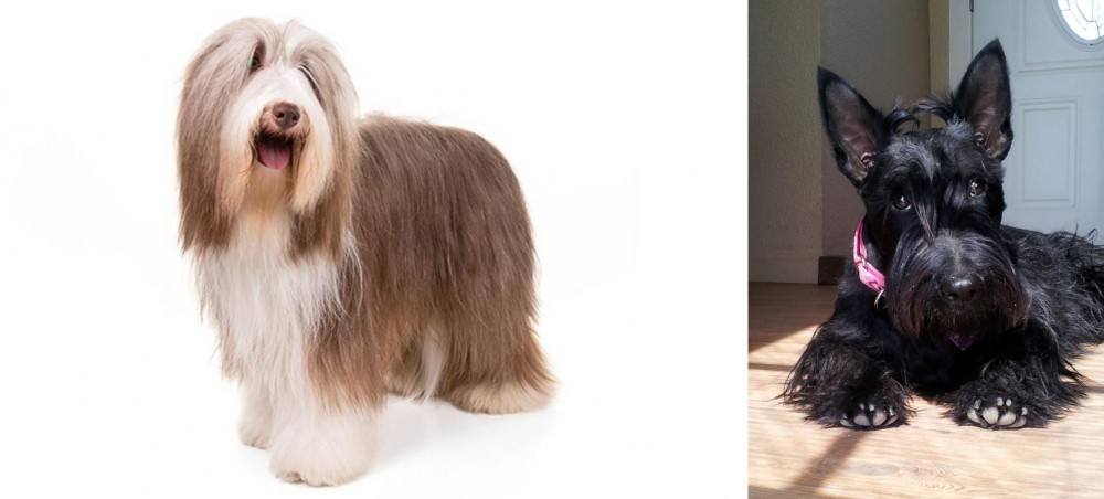 Scottish Terrier vs Bearded Collie - Breed Comparison