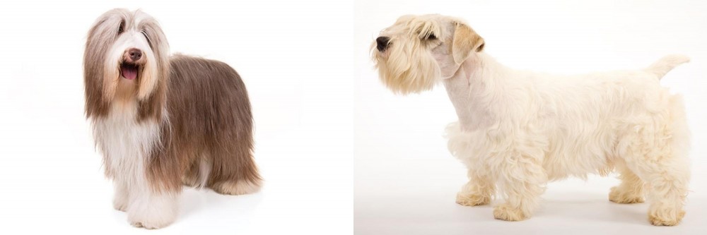 Sealyham Terrier vs Bearded Collie - Breed Comparison