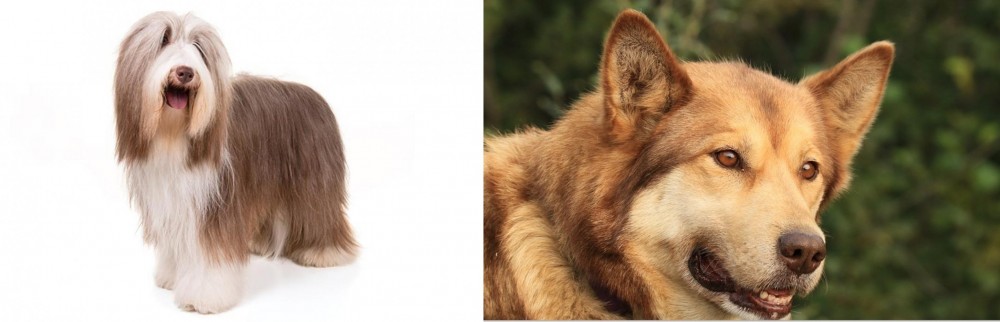 Seppala Siberian Sleddog vs Bearded Collie - Breed Comparison