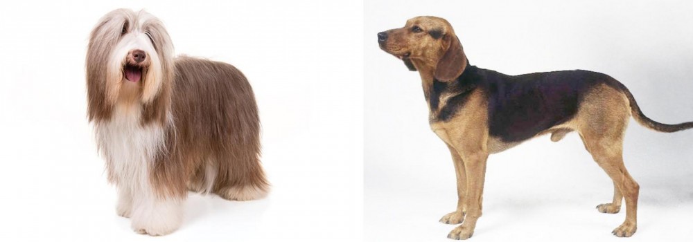 Serbian Hound vs Bearded Collie - Breed Comparison