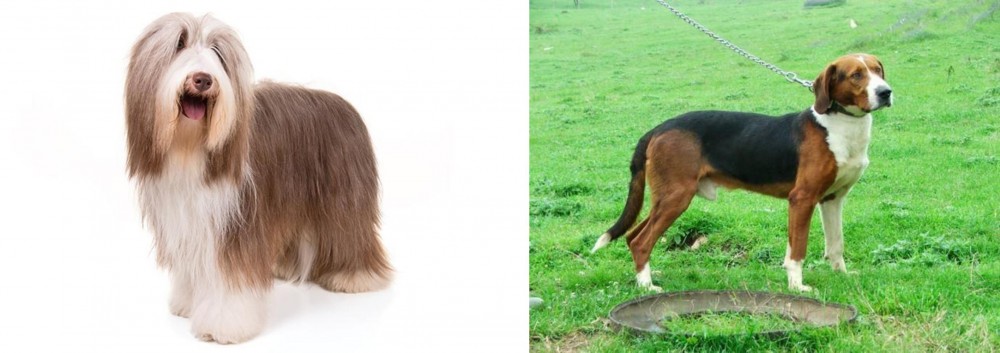 Serbian Tricolour Hound vs Bearded Collie - Breed Comparison