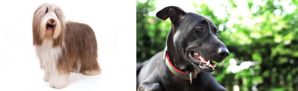 Shepard Labrador vs Bearded Collie - Breed Comparison