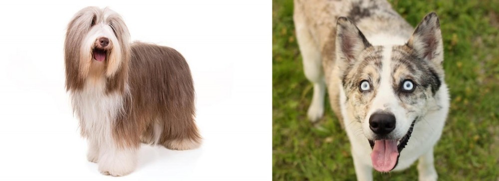 Shepherd Husky vs Bearded Collie - Breed Comparison