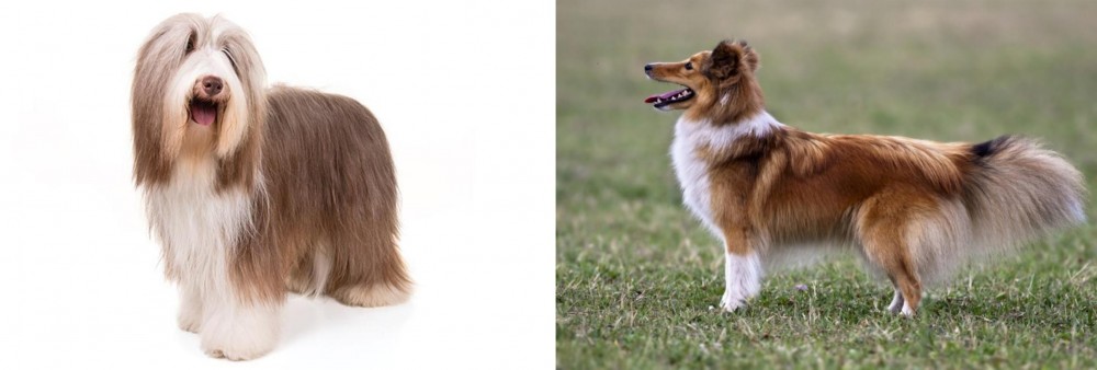 Shetland Sheepdog vs Bearded Collie - Breed Comparison