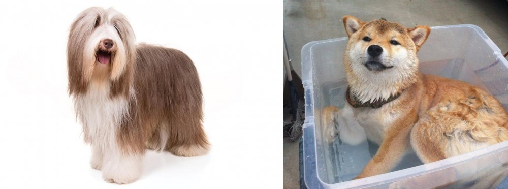 Shiba Inu vs Bearded Collie - Breed Comparison