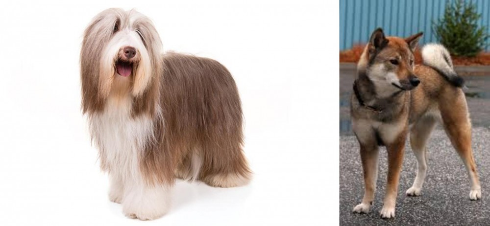 Shikoku vs Bearded Collie - Breed Comparison
