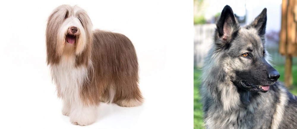 Shiloh Shepherd vs Bearded Collie - Breed Comparison