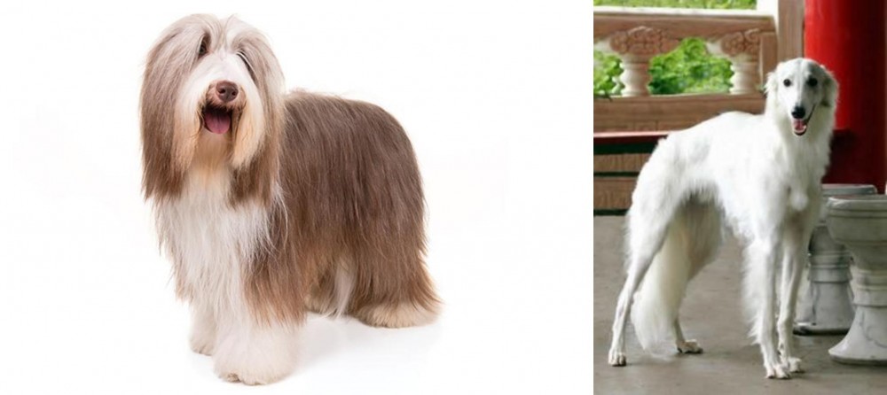 Silken Windhound vs Bearded Collie - Breed Comparison