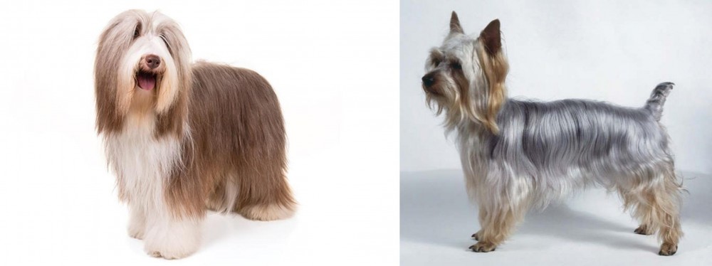 Silky Terrier vs Bearded Collie - Breed Comparison