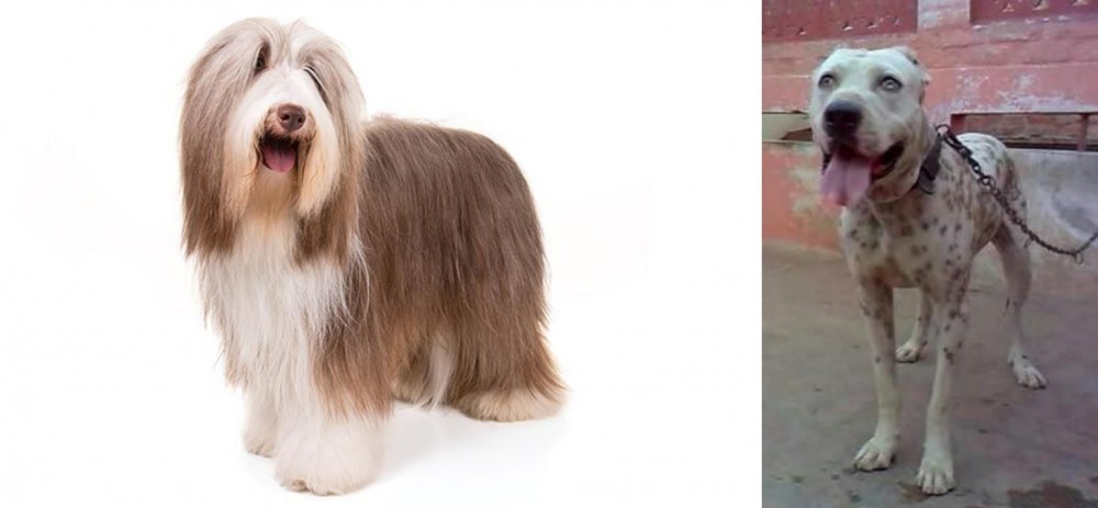 Sindh Mastiff vs Bearded Collie - Breed Comparison