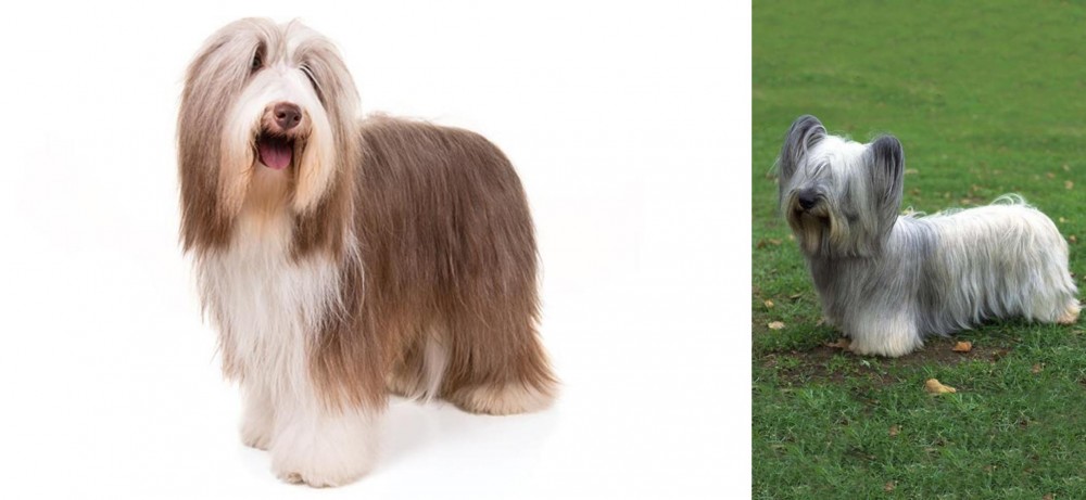 Skye Terrier vs Bearded Collie - Breed Comparison