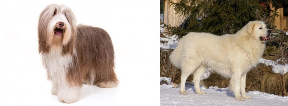 Slovak Cuvac vs Bearded Collie - Breed Comparison