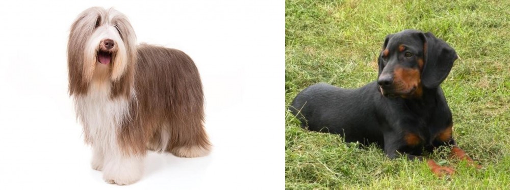 Slovakian Hound vs Bearded Collie - Breed Comparison