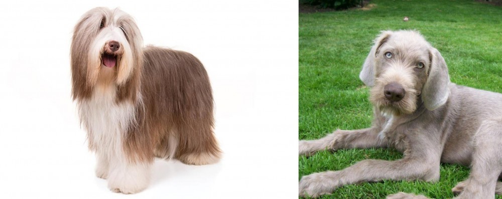 Slovakian Rough Haired Pointer vs Bearded Collie - Breed Comparison