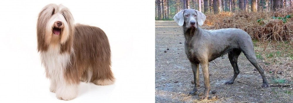 Slovensky Hrubosrsty Stavac vs Bearded Collie - Breed Comparison