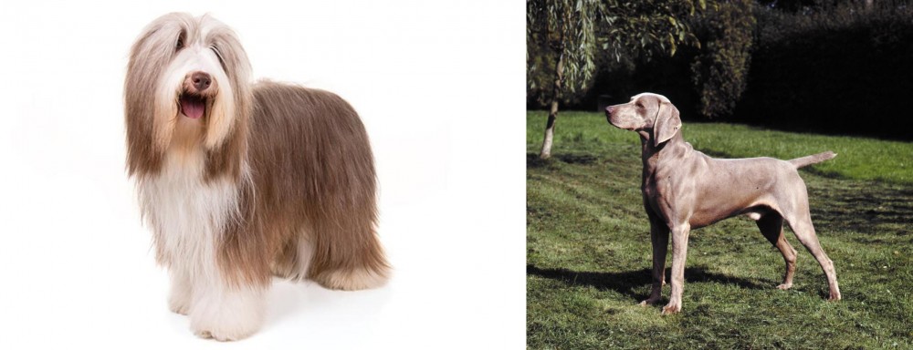Smooth Haired Weimaraner vs Bearded Collie - Breed Comparison