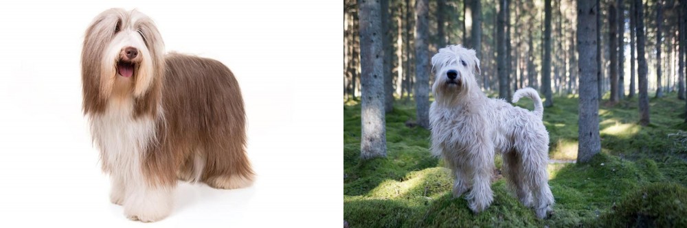 Soft-Coated Wheaten Terrier vs Bearded Collie - Breed Comparison