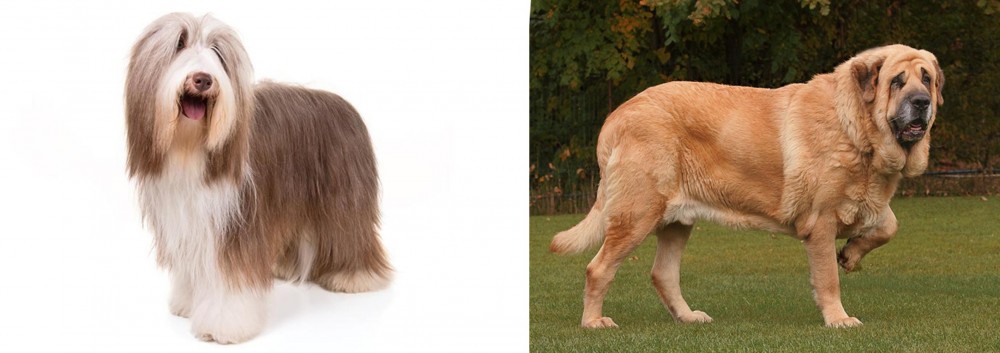 Spanish Mastiff vs Bearded Collie - Breed Comparison