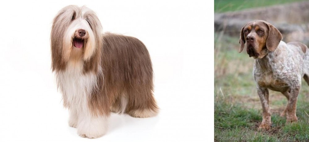 Spanish Pointer vs Bearded Collie - Breed Comparison