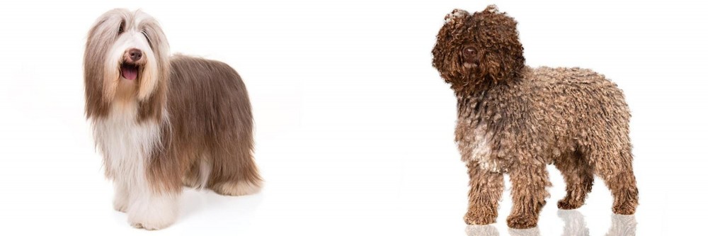 Spanish Water Dog vs Bearded Collie - Breed Comparison