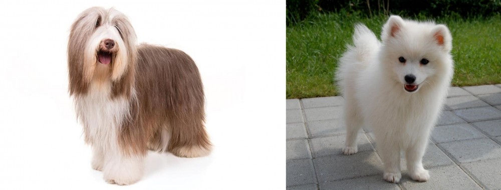Spitz vs Bearded Collie - Breed Comparison