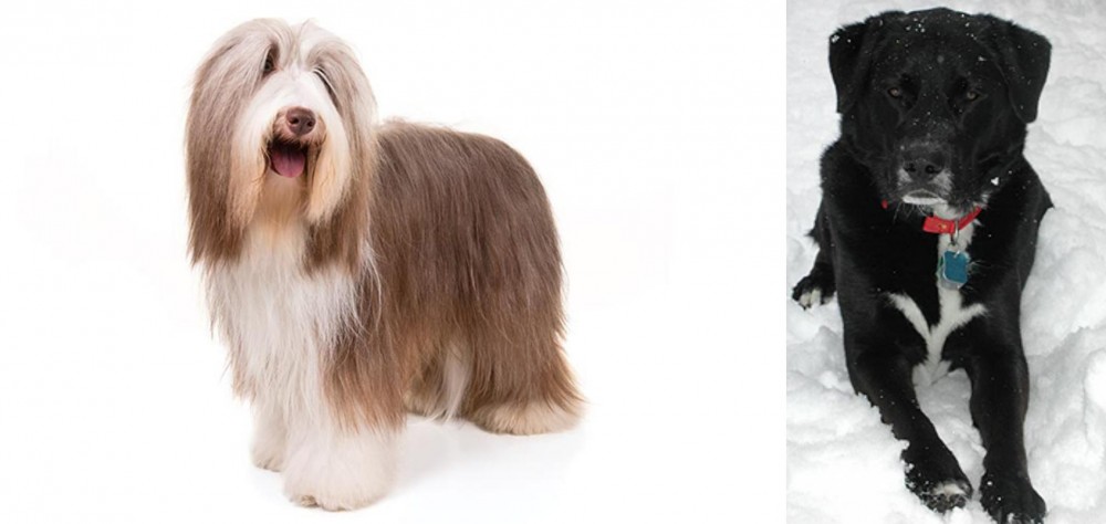 St. John's Water Dog vs Bearded Collie - Breed Comparison
