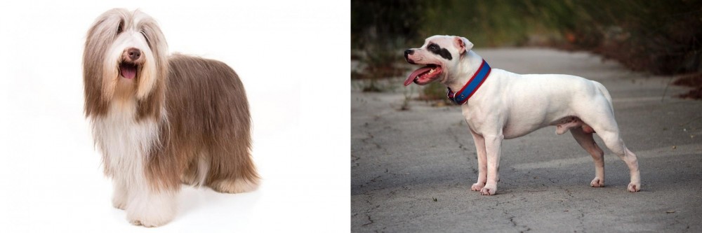 Staffordshire Bull Terrier vs Bearded Collie - Breed Comparison