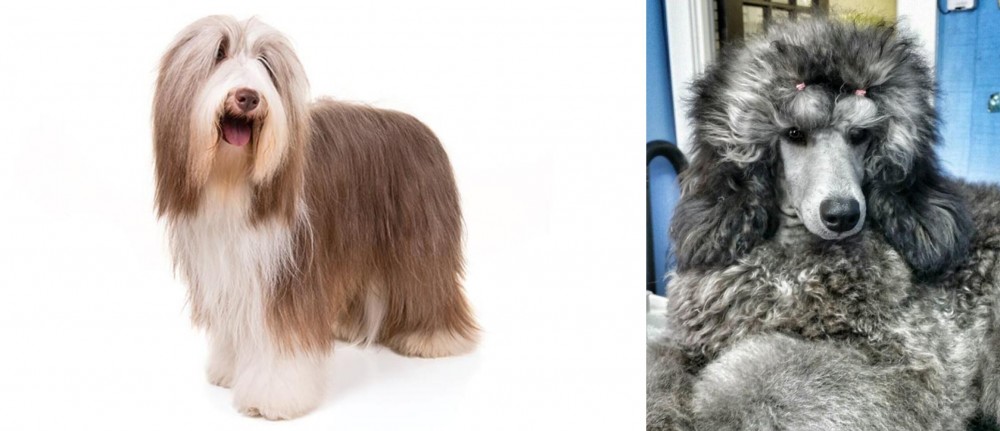 Standard Poodle vs Bearded Collie - Breed Comparison