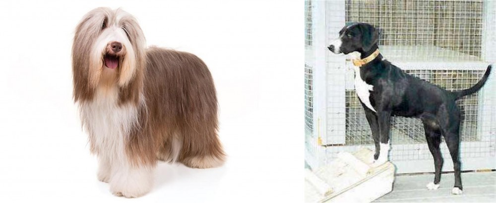 Stephens Stock vs Bearded Collie - Breed Comparison