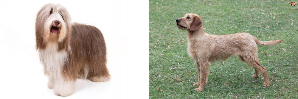 Styrian Coarse Haired Hound vs Bearded Collie - Breed Comparison