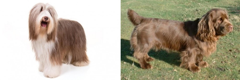 Sussex Spaniel vs Bearded Collie - Breed Comparison