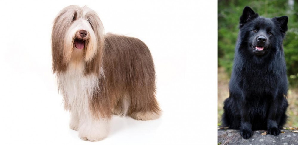 Swedish Lapphund vs Bearded Collie - Breed Comparison