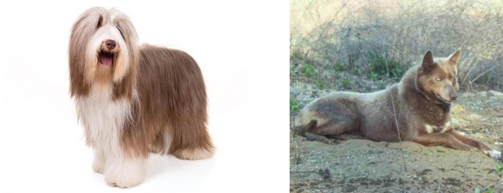 Tahltan Bear Dog vs Bearded Collie - Breed Comparison